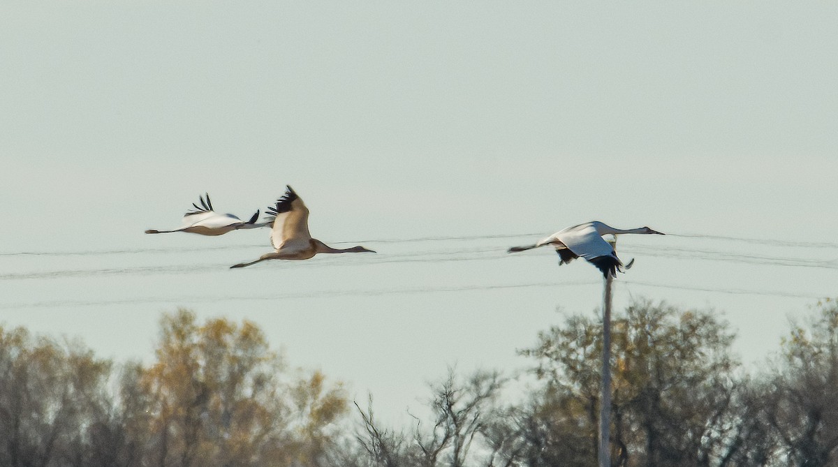 アメリカシロヅル - ML645347212