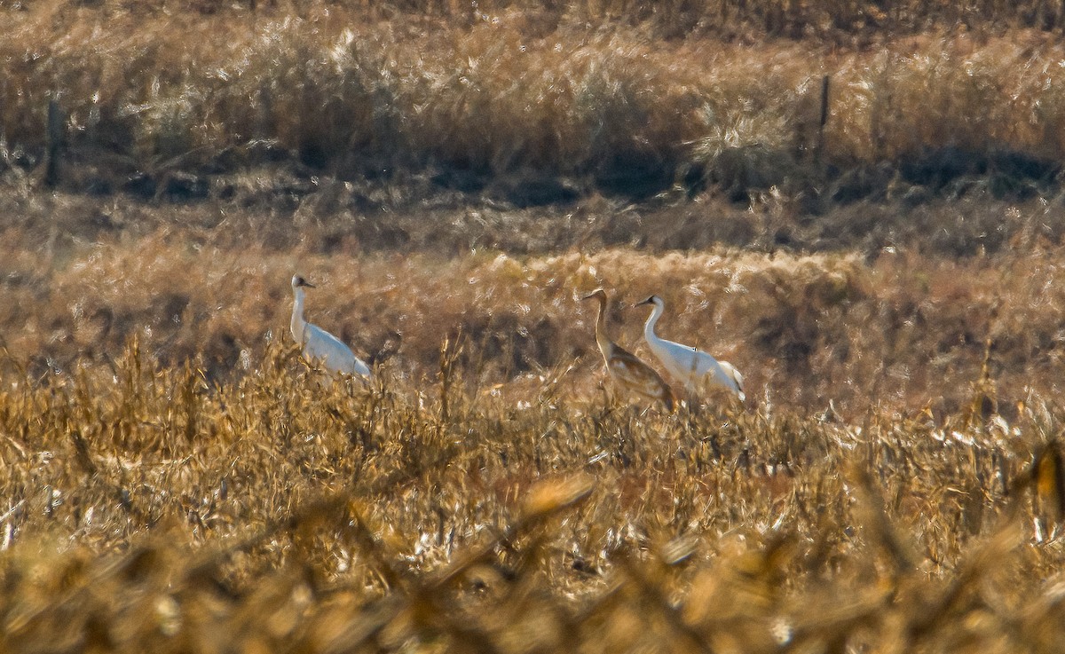 アメリカシロヅル - ML645347213