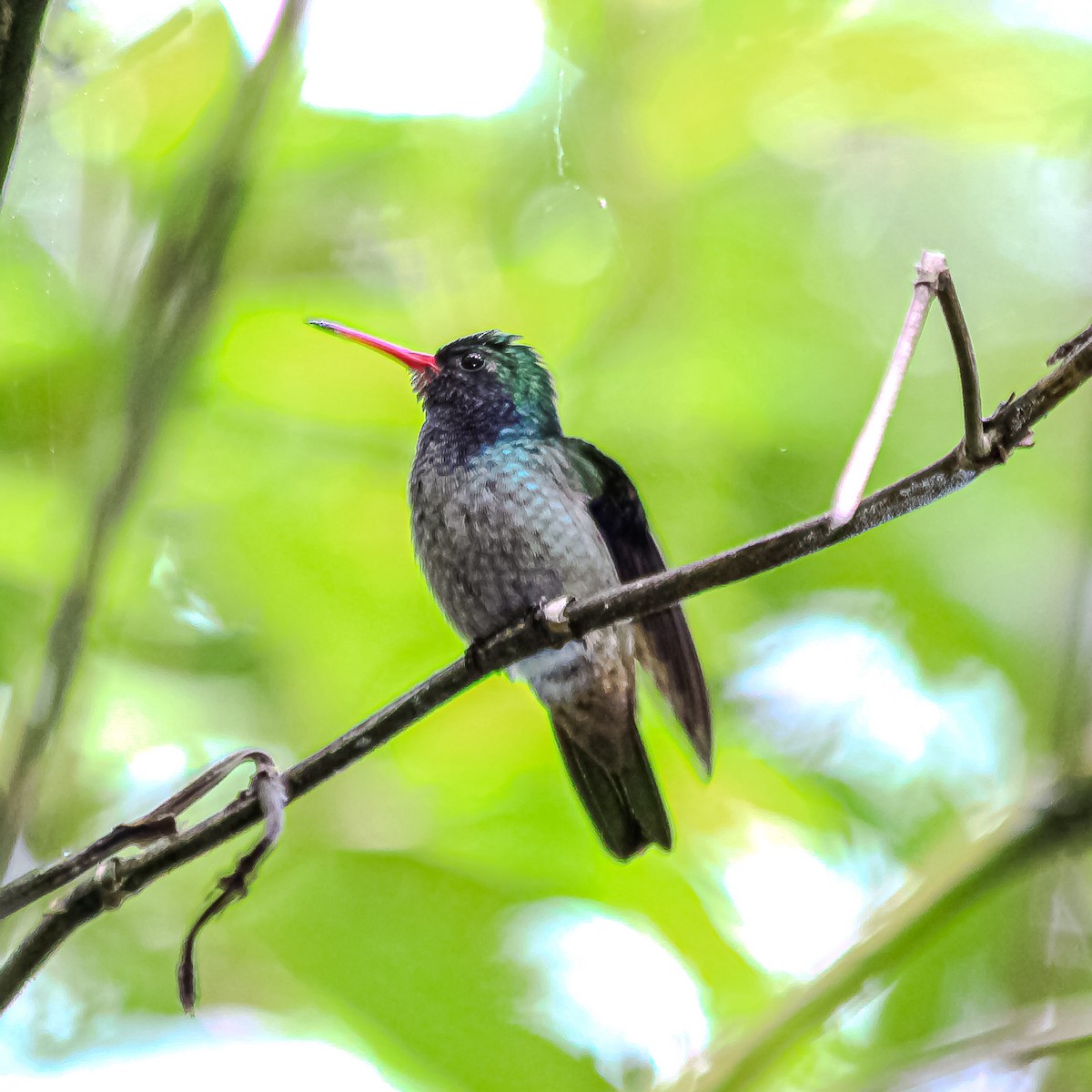 Blue-throated Goldentail - ML645347215