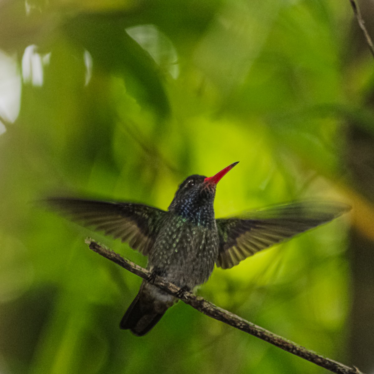 Blue-throated Goldentail - ML645347216