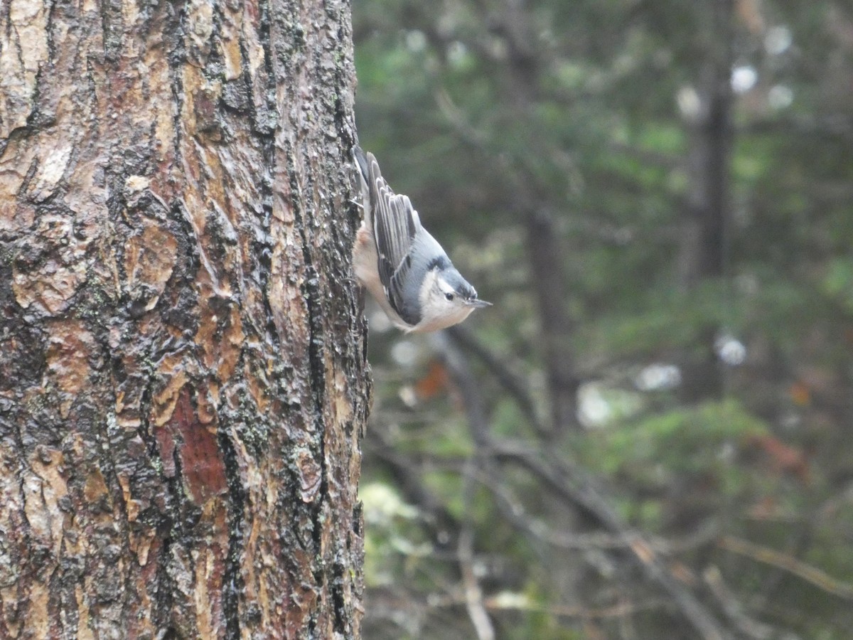 White-breasted Nuthatch - ML645347217