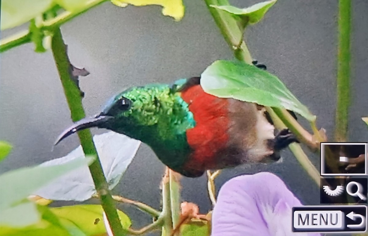 Olive-bellied Sunbird - ML645347219