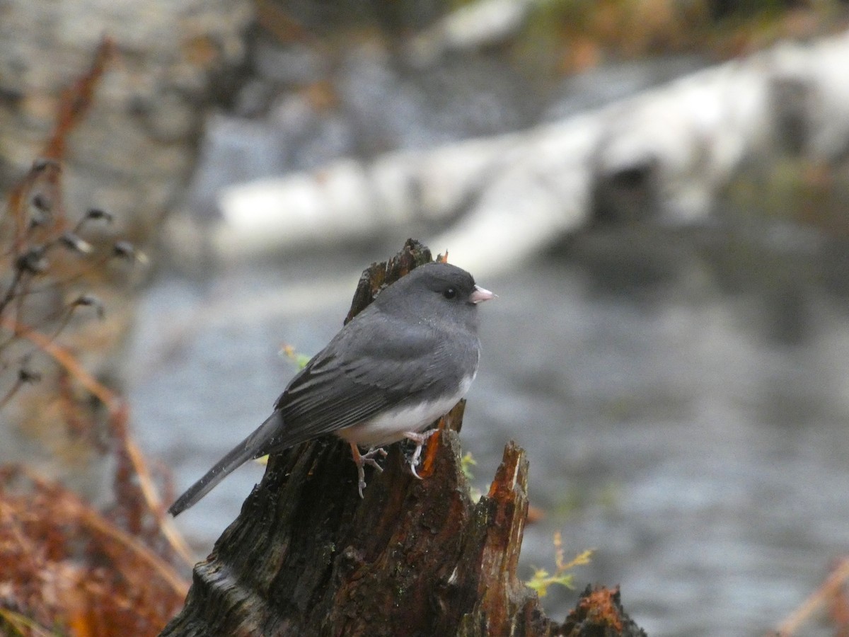 Dark-eyed Junco - ML645347222