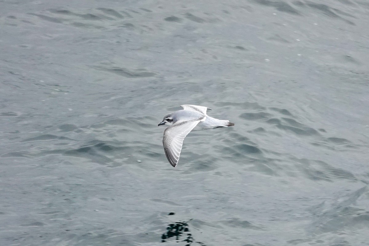 buřňák holubí - ML645347226