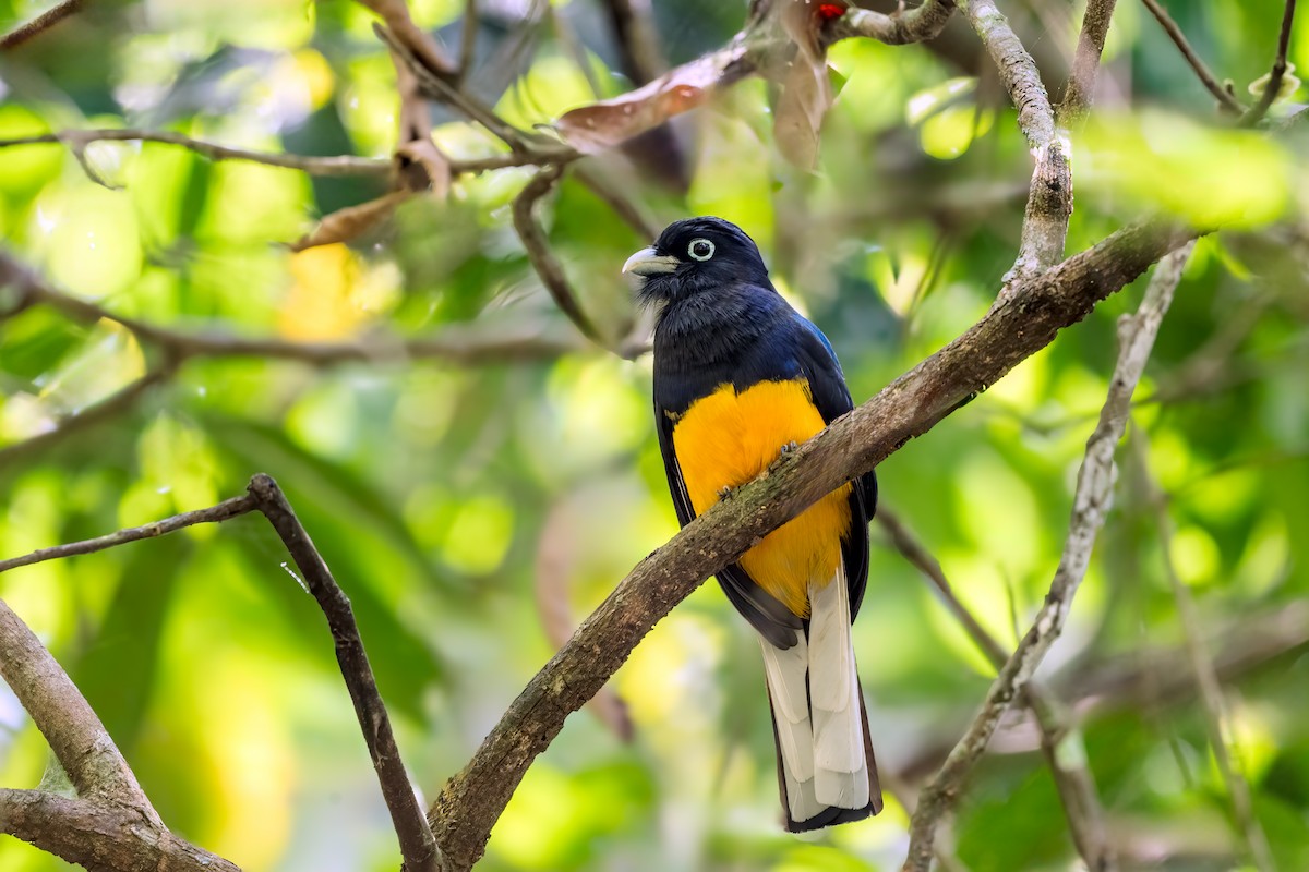 White-tailed Trogon - ML645347227