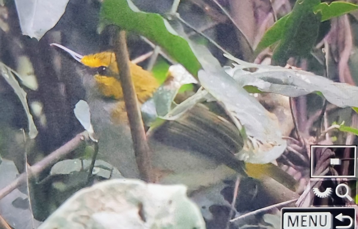 Yellow-browed Camaroptera - ML645347236