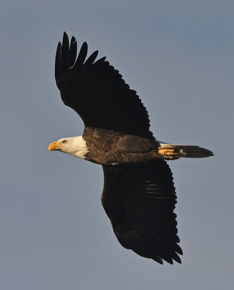 Bald Eagle - ML645347248