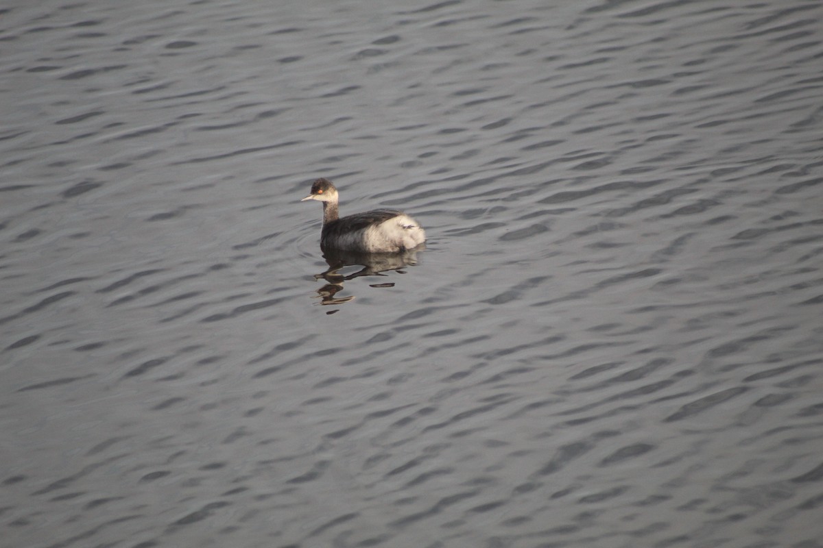 Eared Grebe - ML645347258