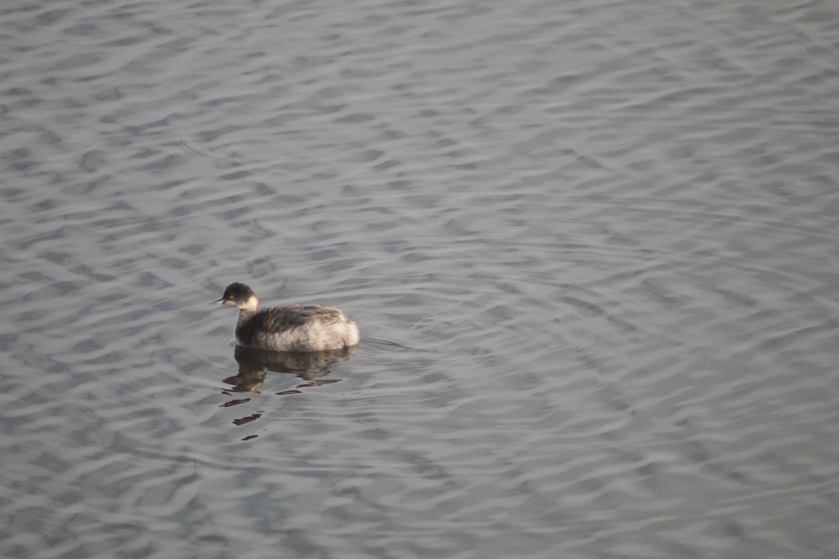 Eared Grebe - ML645347259