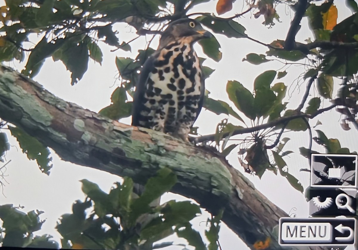 Congo Snake-Eagle - ML645347260