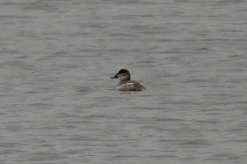 Ruddy Duck - ML645347262