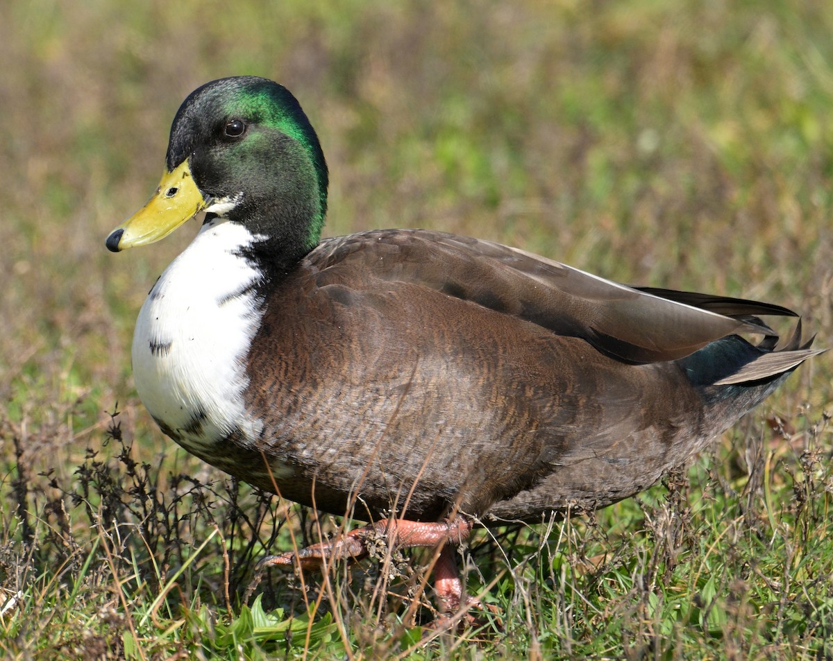 Mallard (Domestic type) - ML645347274