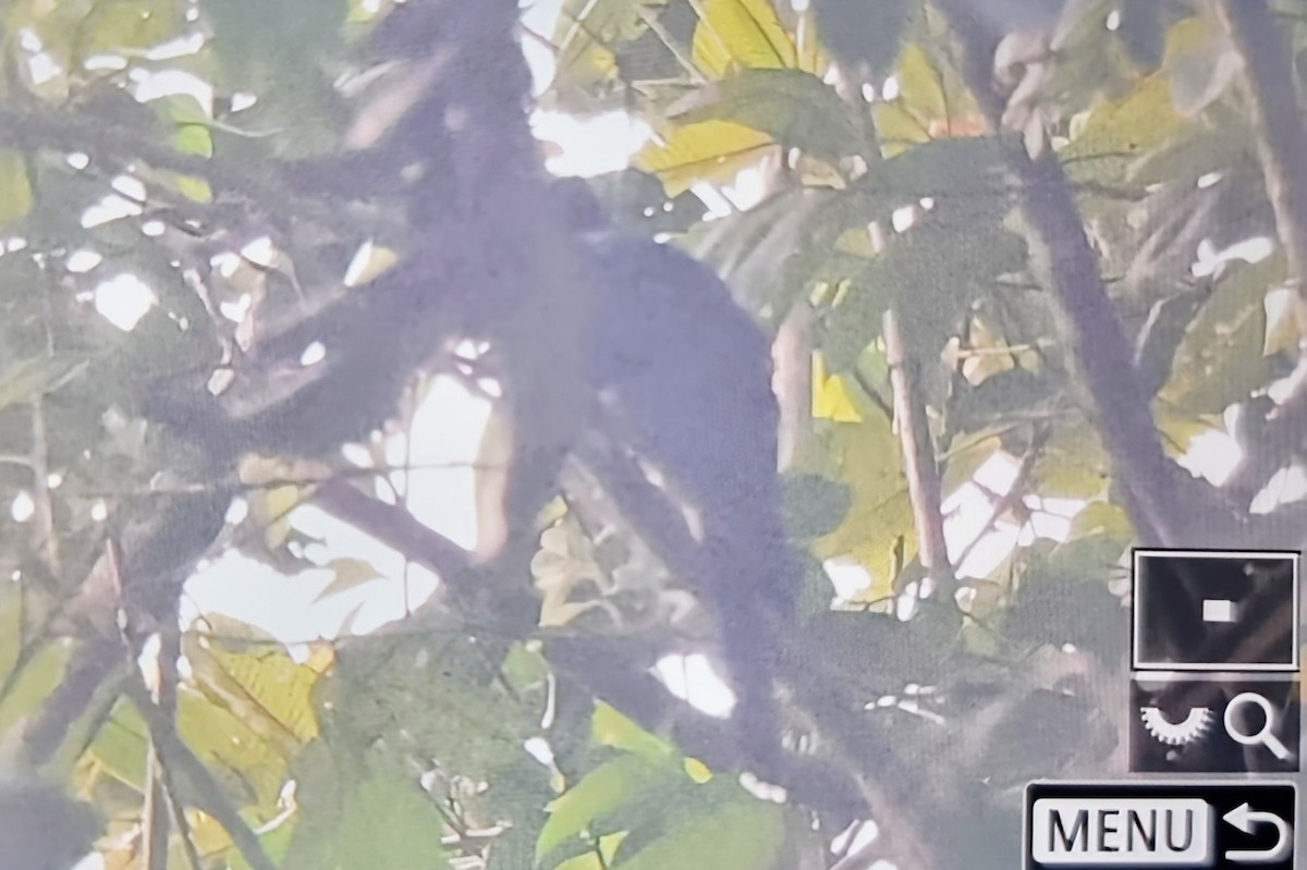 Black Cuckoo (Rufous-throated) - ML645347278