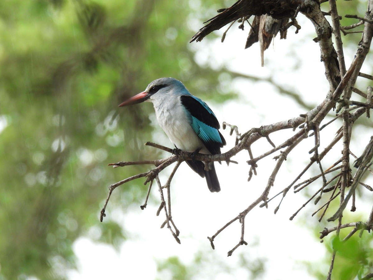 Woodland Kingfisher - ML645347282