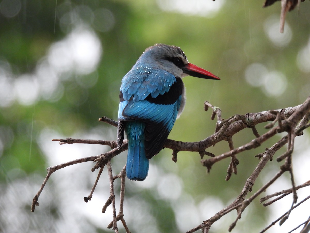 Woodland Kingfisher - ML645347283