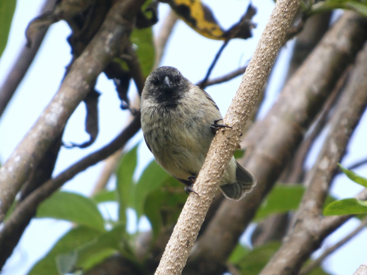 Small Tree-Finch - ML645347284