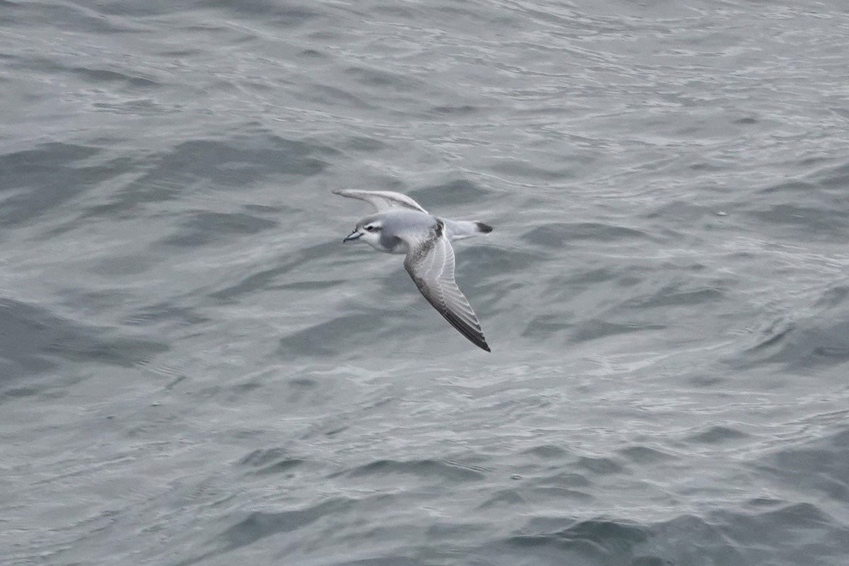 Antarctic Prion - ML645347305