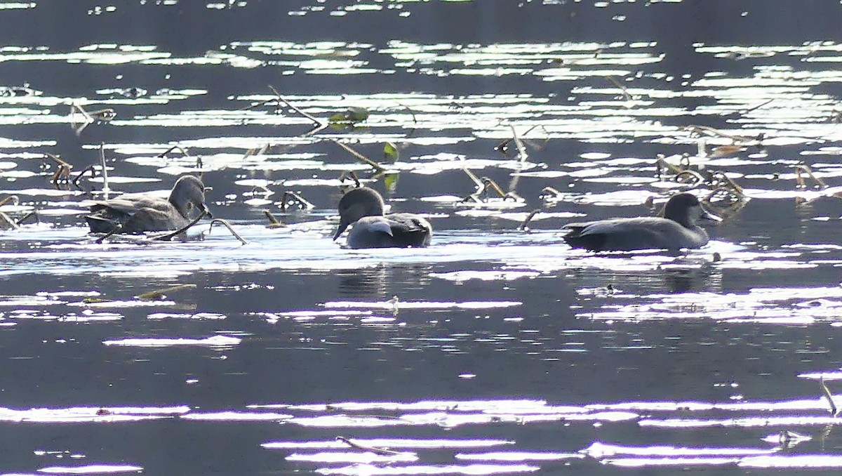 Gadwall - ML645347306