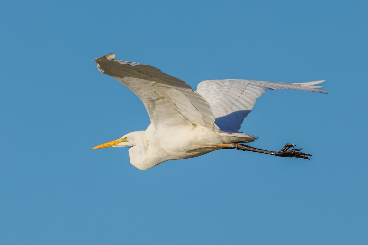 Great Egret - ML645347320