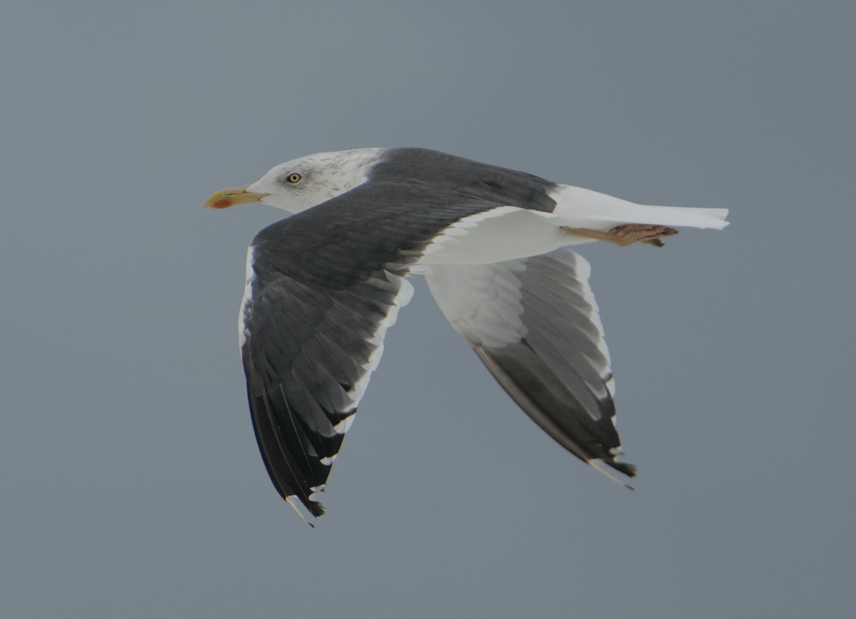 Lesser Black-backed Gull - ML645347322