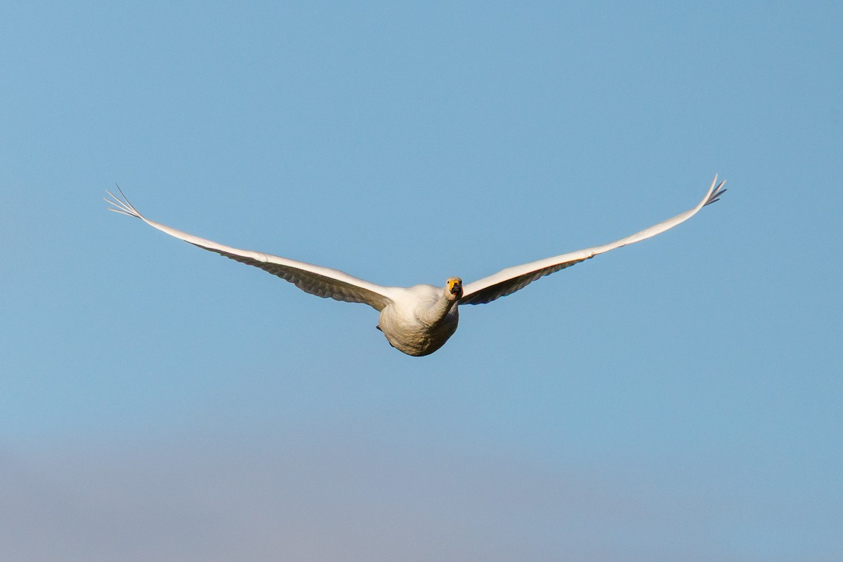 Whooper Swan - ML645347328
