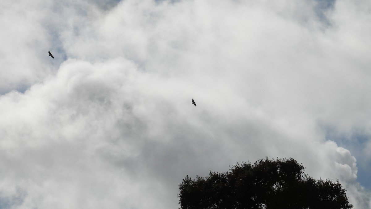 Cinereous Vulture - ML645347340