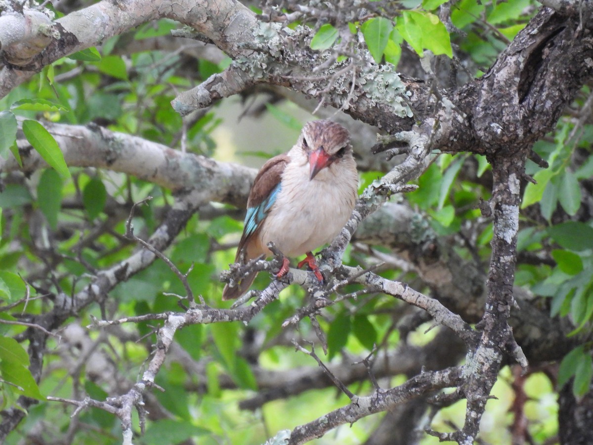 Brown-hooded Kingfisher - ML645347344