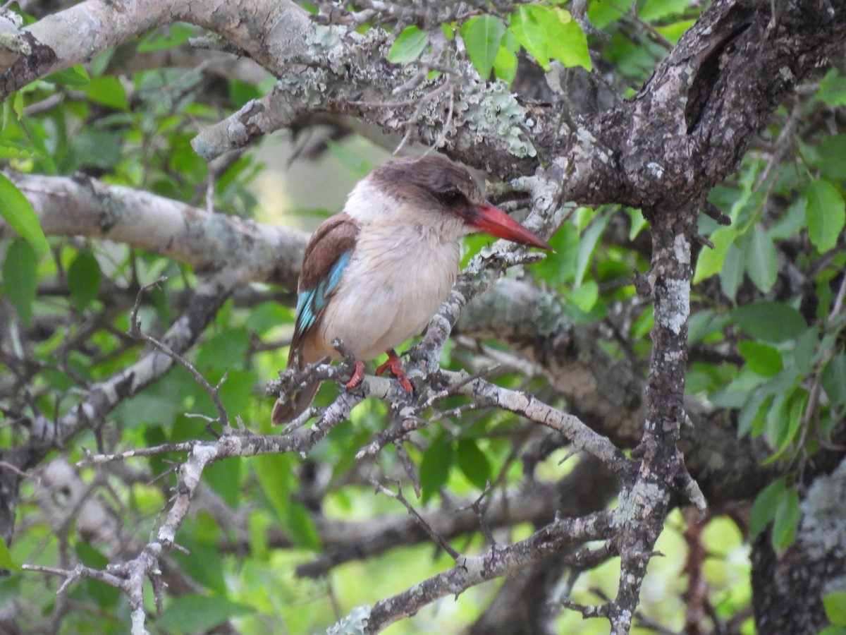 Brown-hooded Kingfisher - ML645347345