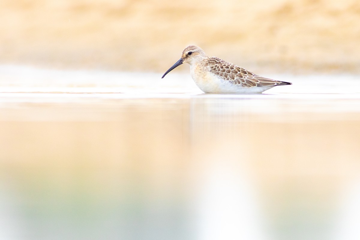 Curlew Sandpiper - ML645347346