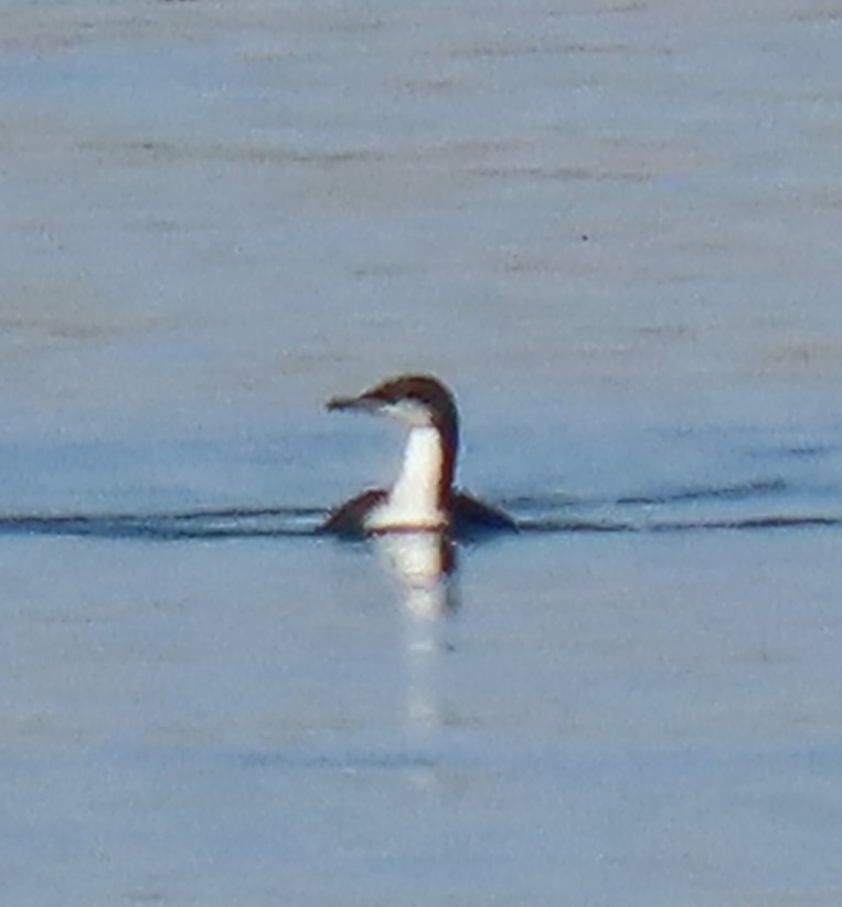 Pacific Loon - ML645347349