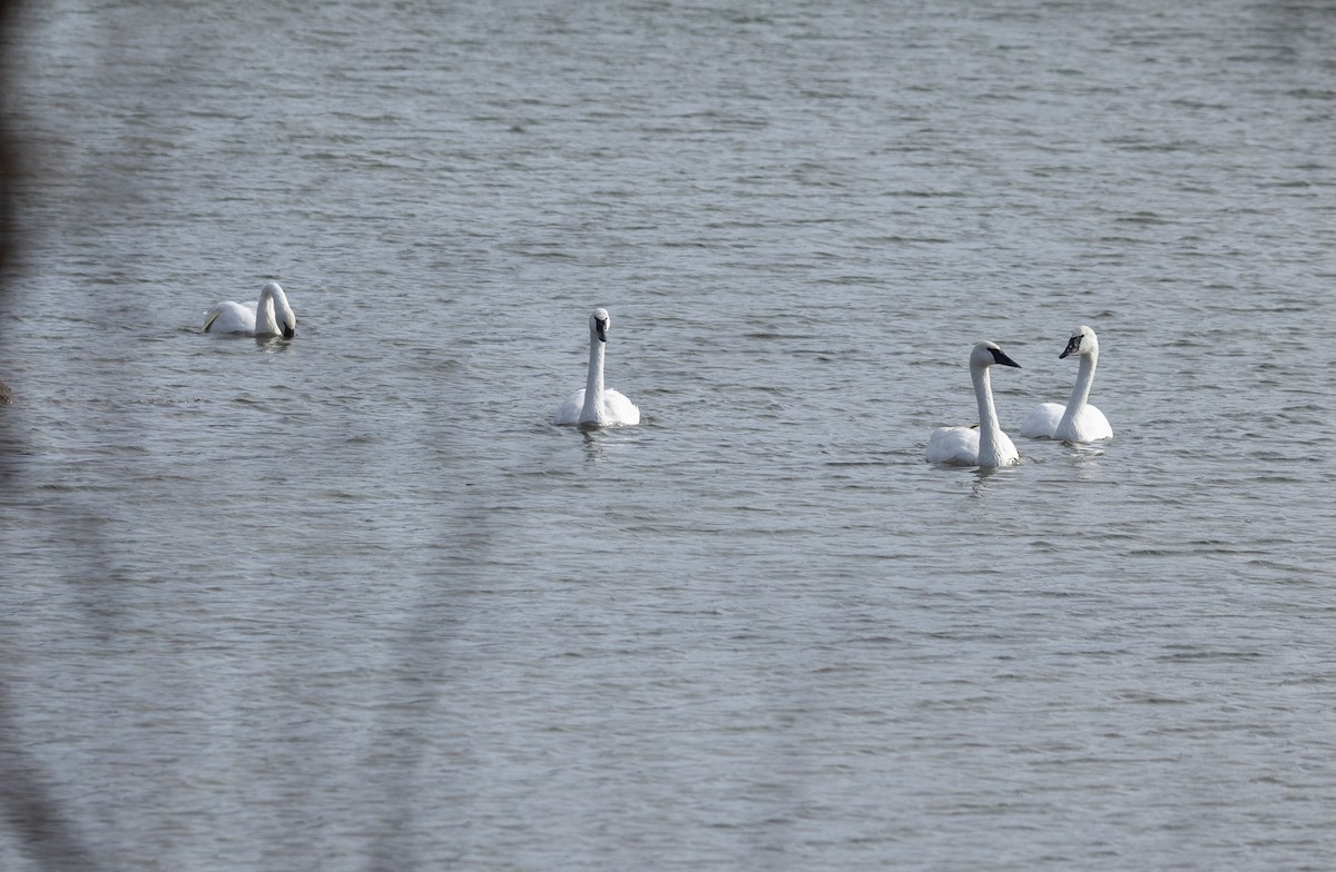 Trumpeter Swan - ML645347350
