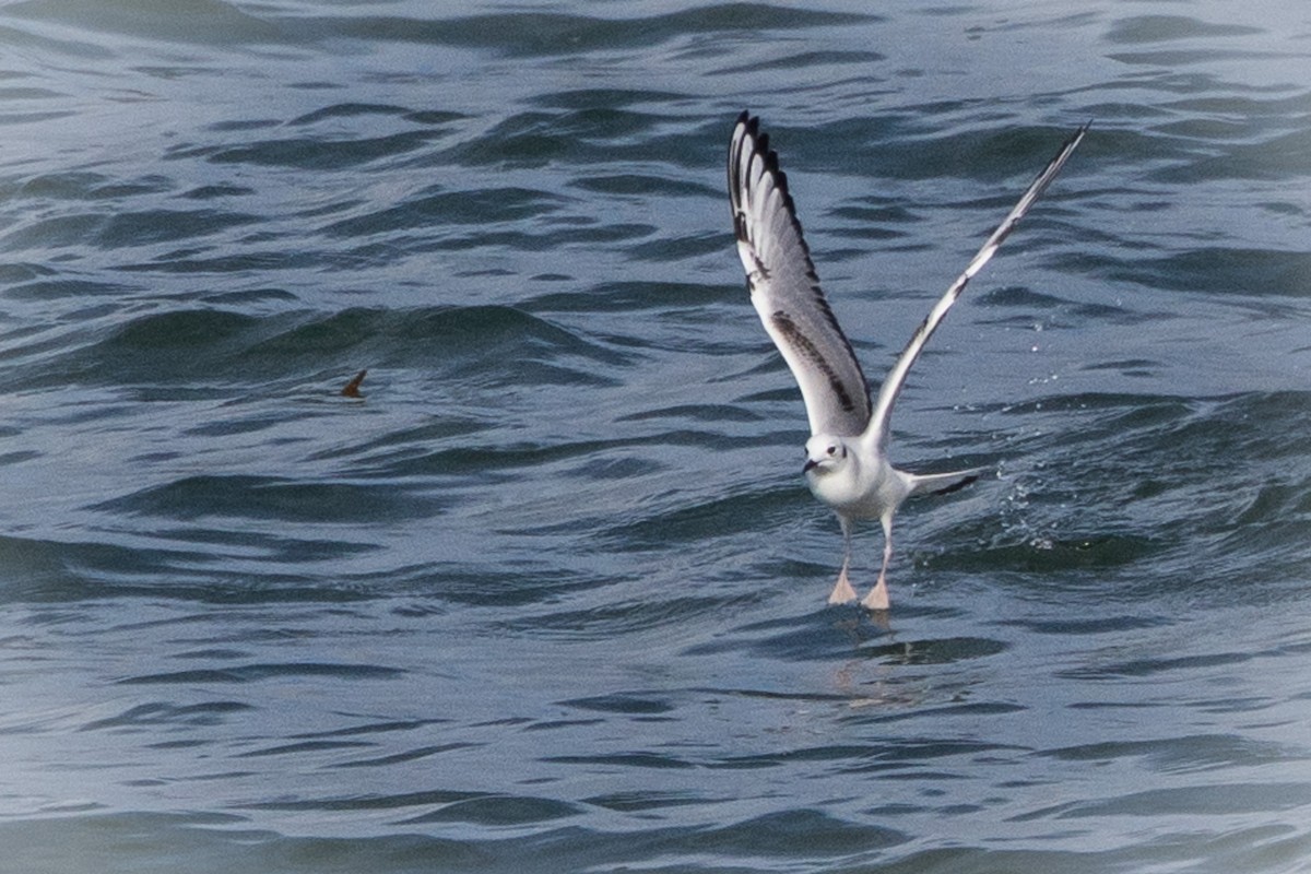Bonaparte's Gull - ML645347351