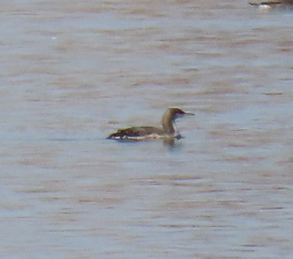 Pacific Loon - ML645347354