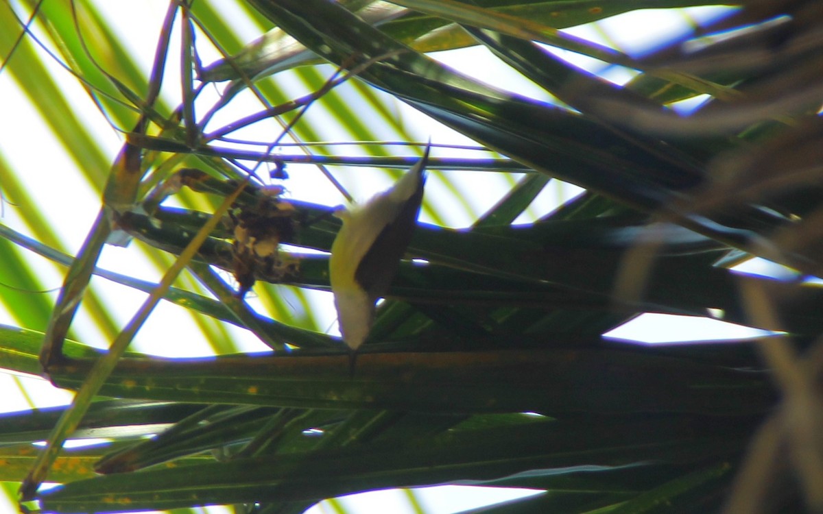 White-throated Flowerpecker - ML645347358