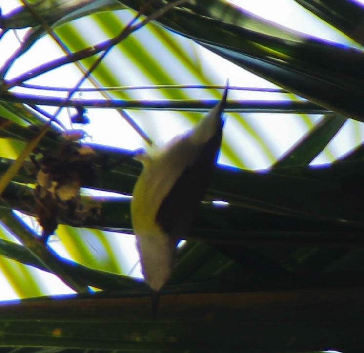 White-throated Flowerpecker - ML645347359