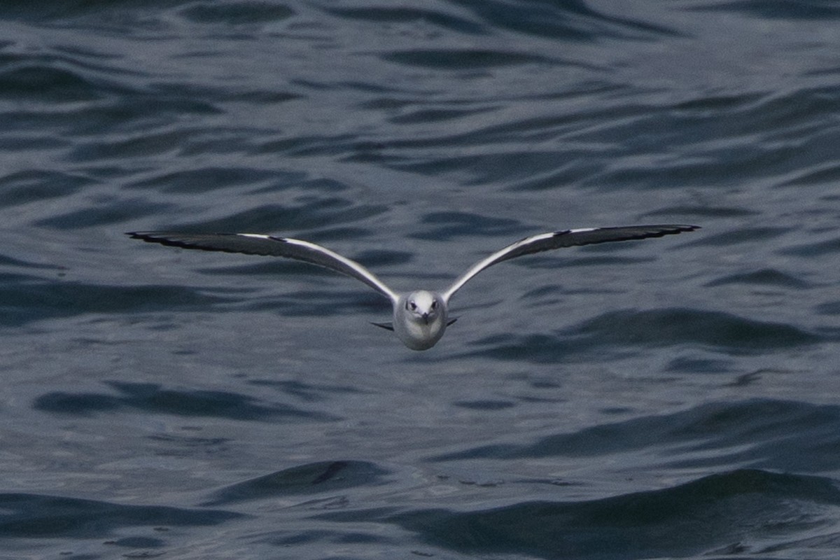 Bonaparte's Gull - ML645347360