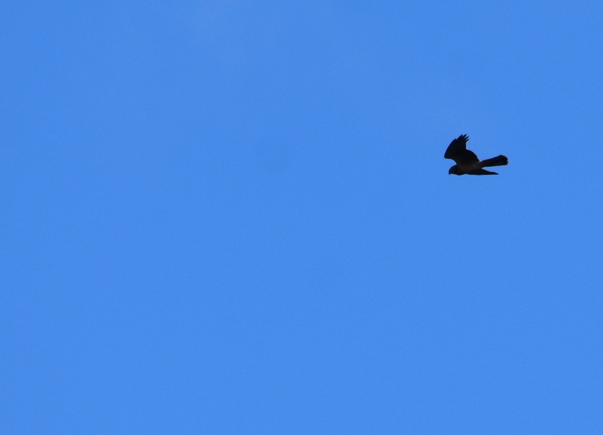 Northern Harrier - ML645347361