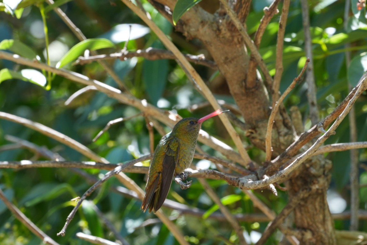 Gilded Hummingbird - ML645347362