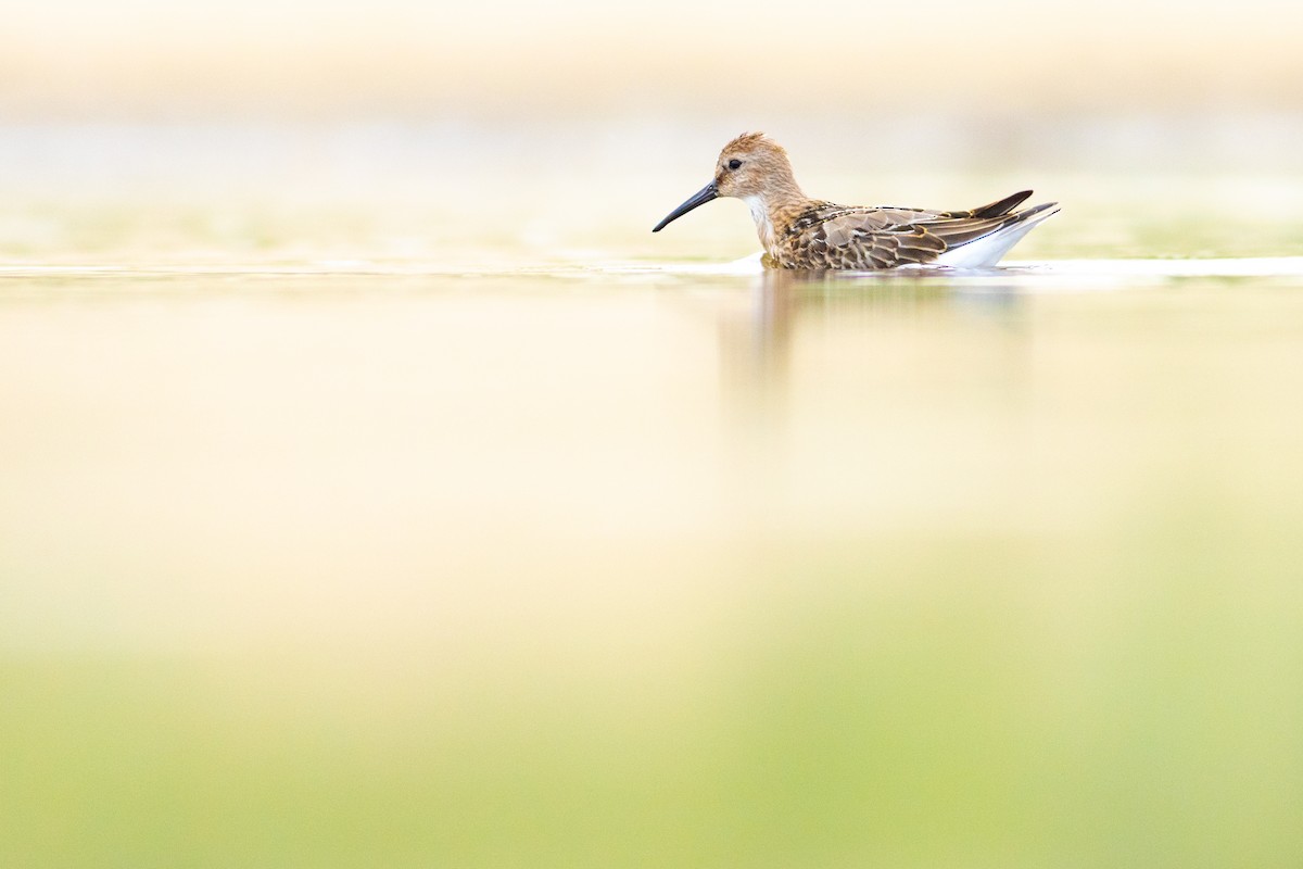 Dunlin - ML645347363