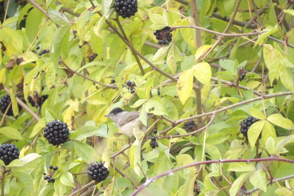 Eurasian Blackcap - ML645347364