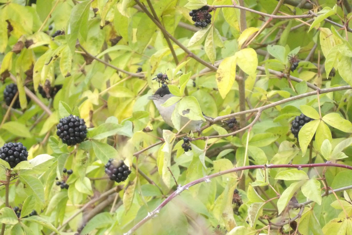 Eurasian Blackcap - ML645347365
