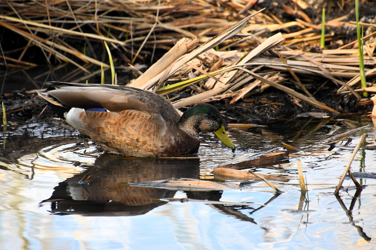 Mallard - ML645347375