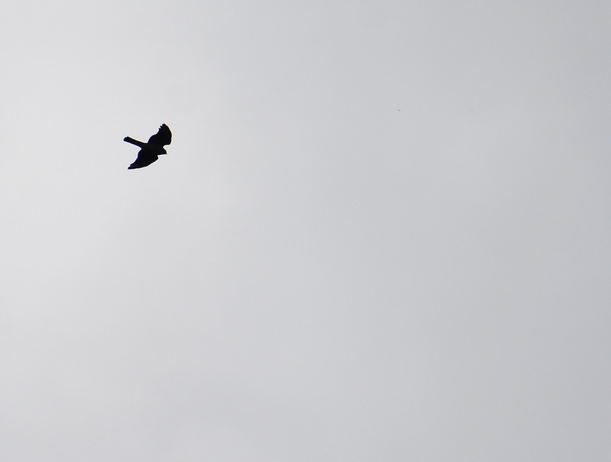 Sharp-shinned Hawk - ML645347376