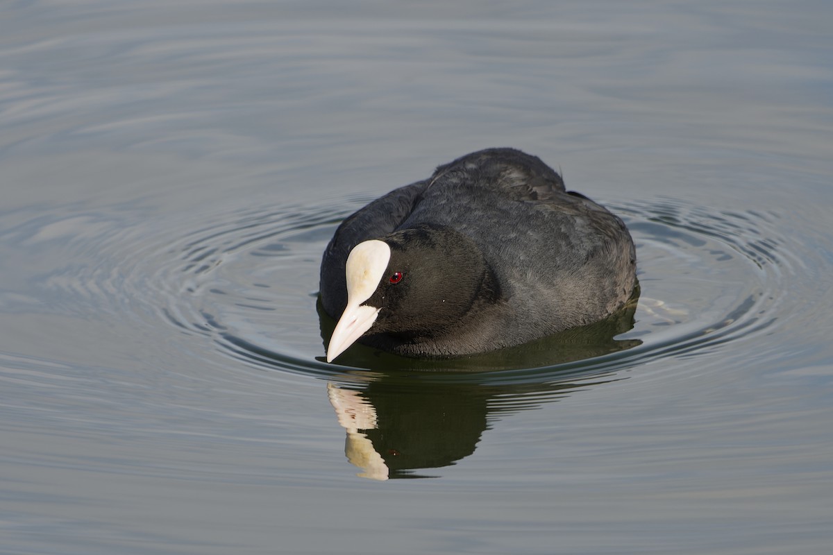 Eurasian Coot - ML645347377
