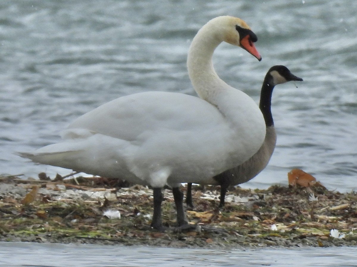 Mute Swan - ML645347379