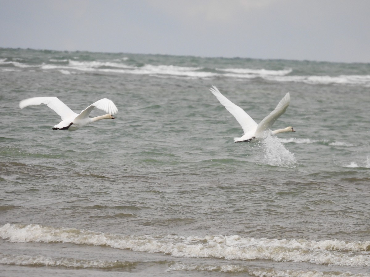 Mute Swan - ML645347380