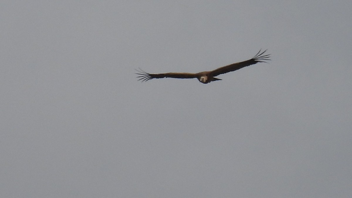 נשר מקראי - ML645347385