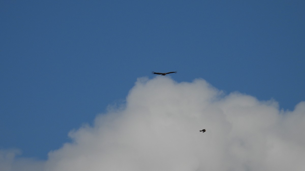 נשר מקראי - ML645347387