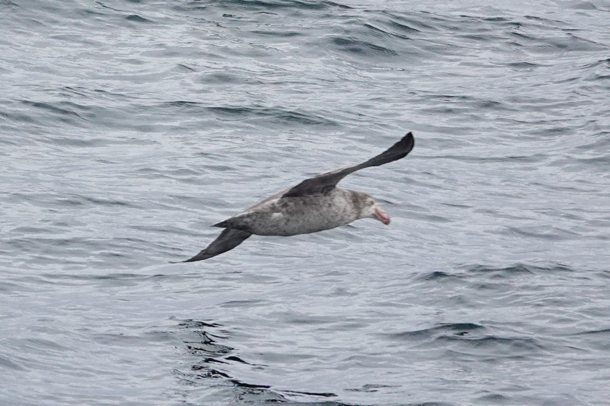 Kuzey Dev Fırtınakuşu - ML645347395