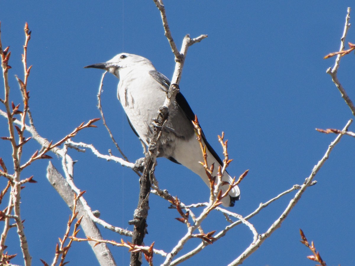 Clark's Nutcracker - ML645347403